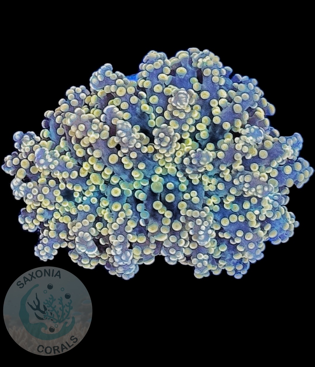 Euphyllia yaeyamaensis