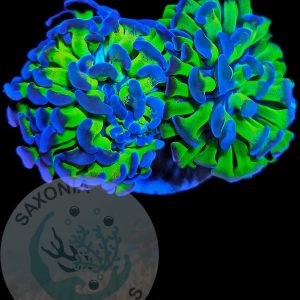 Euphyllia Paraancora 2 Köpfe WYSIWYG