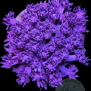 Goniopora Purple WYSIWYG