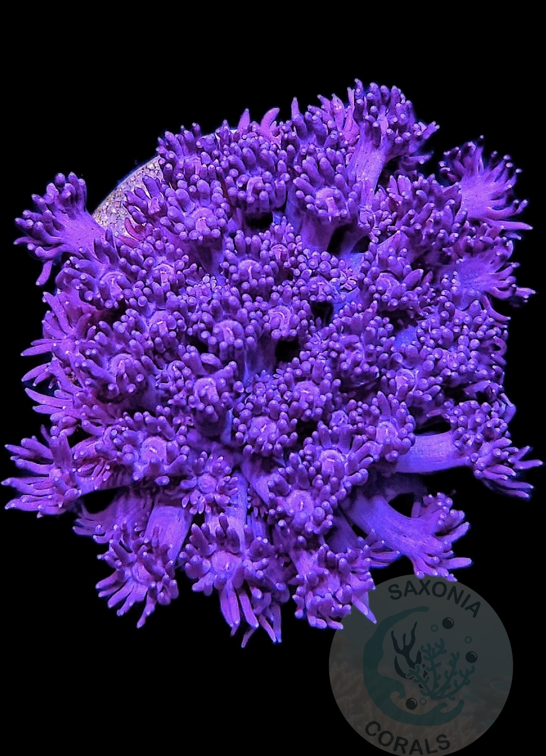 Goniopora Purple WYSIWYG