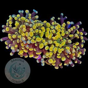 Fimbriaphyllia Paraancora golden nugget WYSIWYG