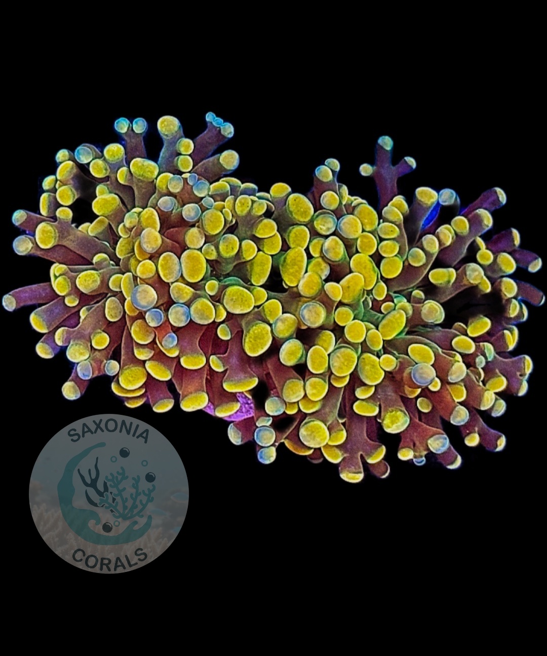 Fimbriaphyllia Paraancora golden nugget WYSIWYG