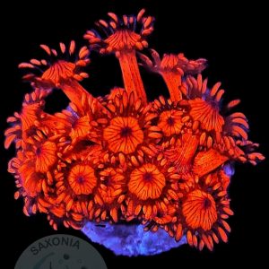 Goniopora Ultra Red WYSIWYG