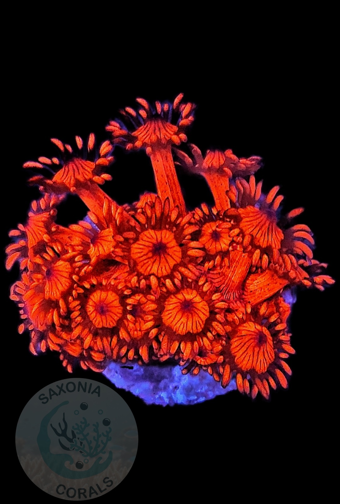 Goniopora Ultra Red WYSIWYG