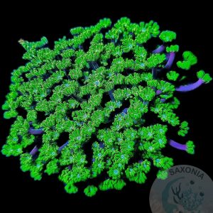 Alveopora tizardi green