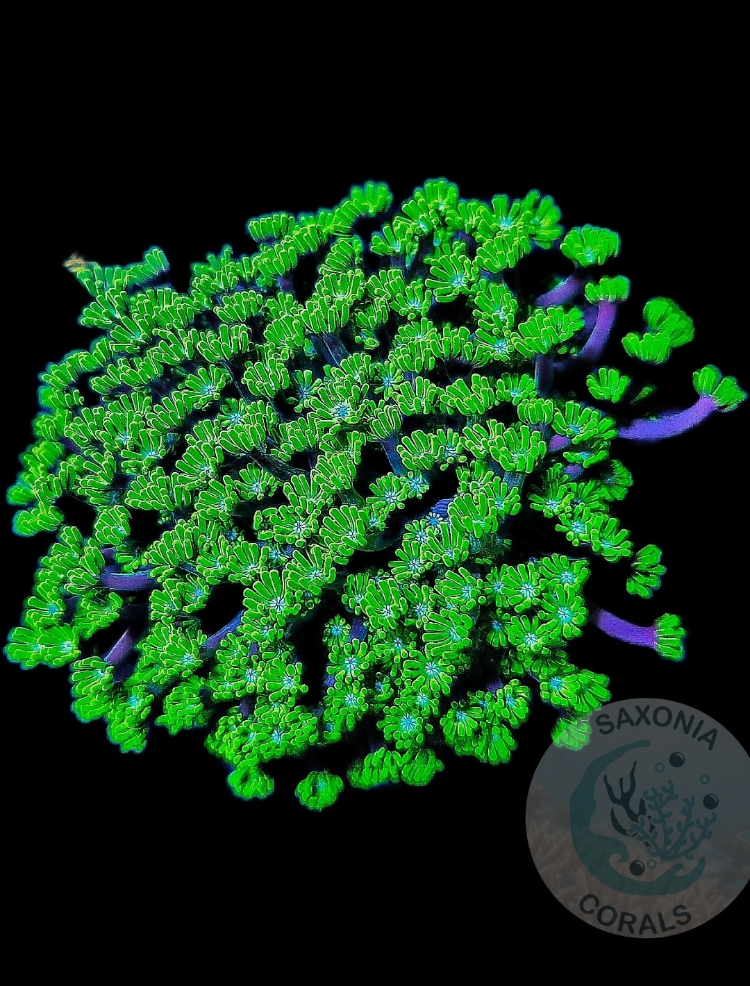 Alveopora tizardi green