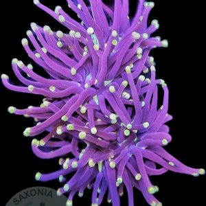 Euphyllia Glabrescens Black 3 Köpfe