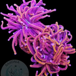 Euphyllia Glabrescens New York Knicks