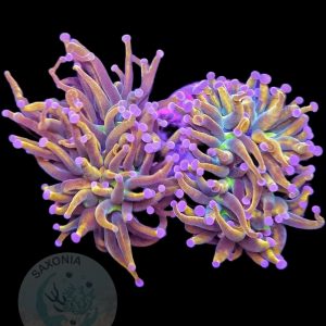 Euphyllia Glabrescens Holy Grail
