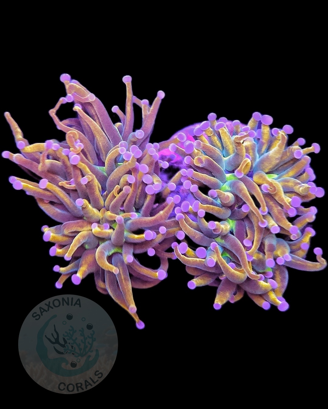 Euphyllia Glabrescens Holy Grail