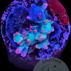 Acropora strawberry Shortcake WYSIWYG