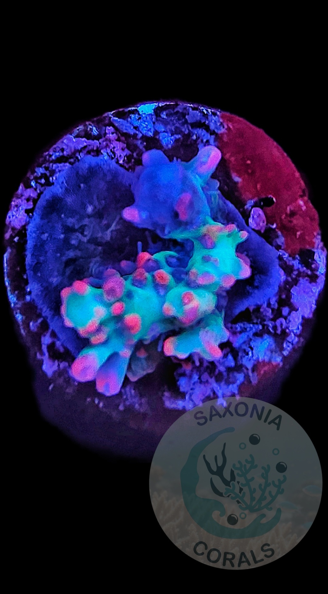 Acropora strawberry Shortcake WYSIWYG