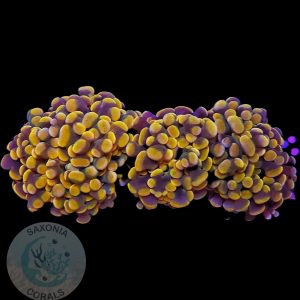 Fimbriaphyllia Paraancora golden nugget WYSIWYG