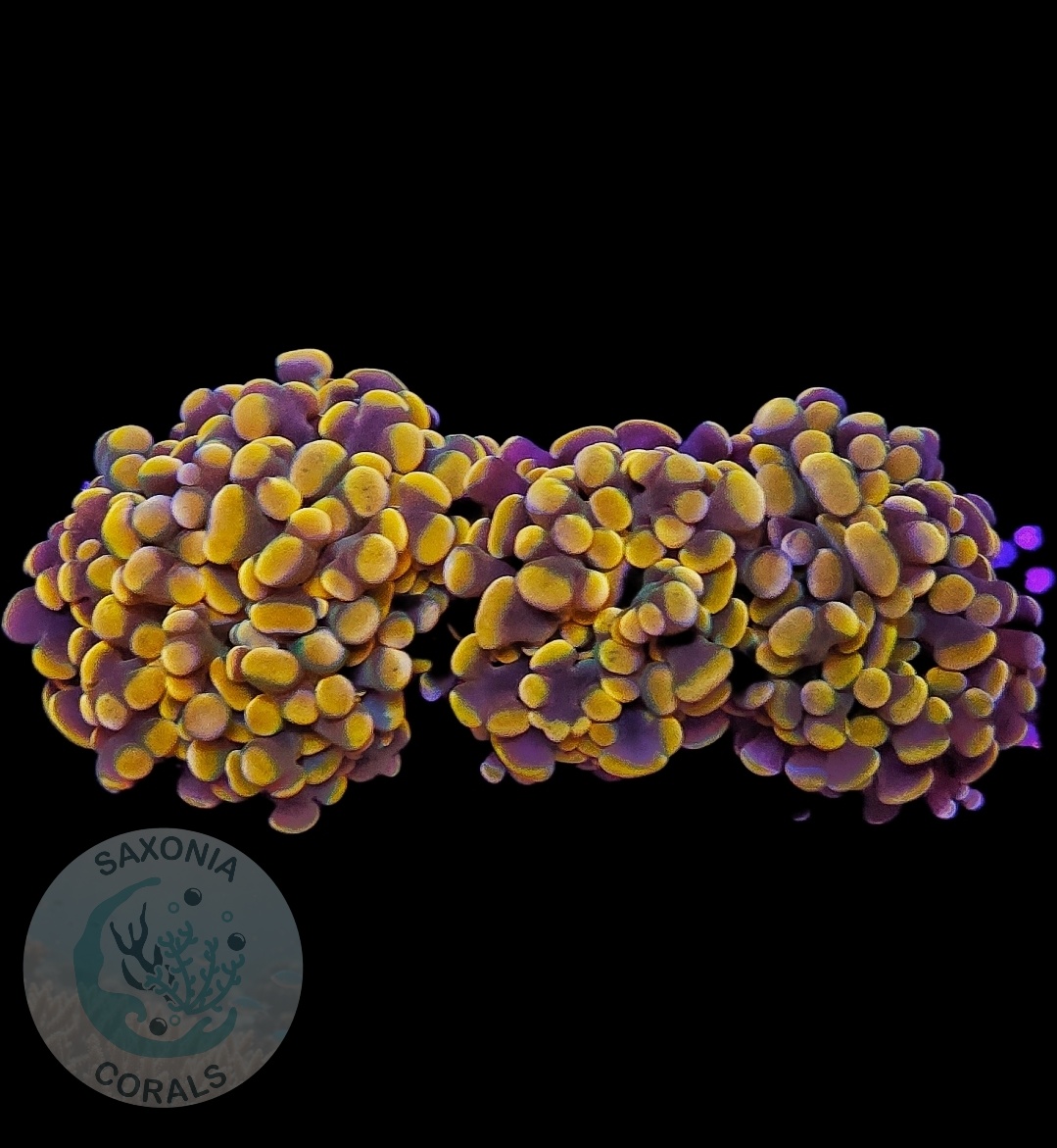 Fimbriaphyllia Paraancora golden Nugget WYSIWYG