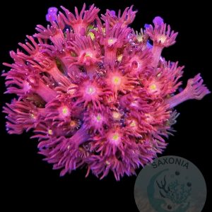 Goniopora Multicolor WYSIWYG