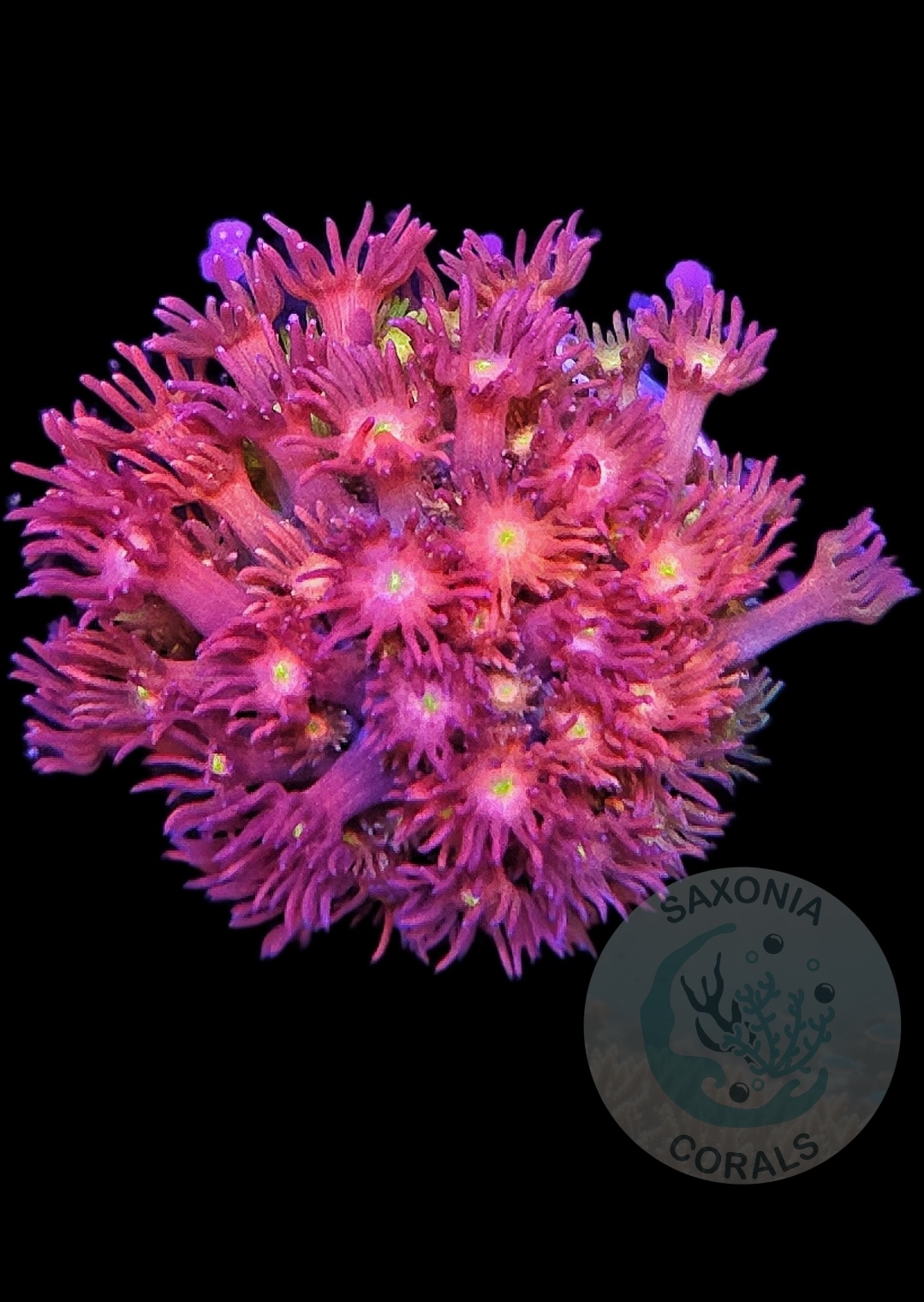 Goniopora Multicolor WYSIWYG