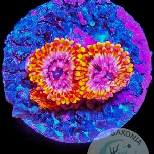 Zoanthus Utter Chaos WYSIWYG