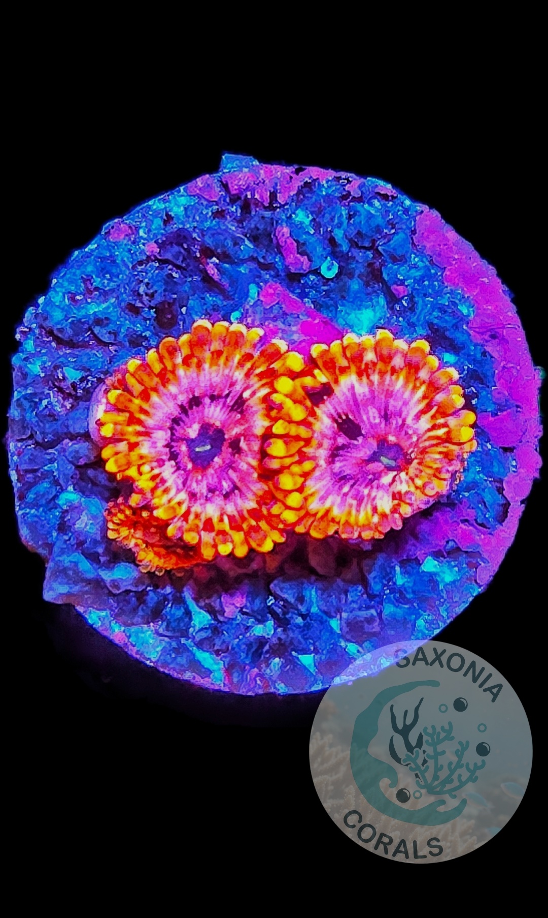 Zoanthus Utter Chaos WYSIWYG