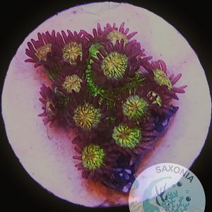 Goniopora Galaxy WYSIWYG