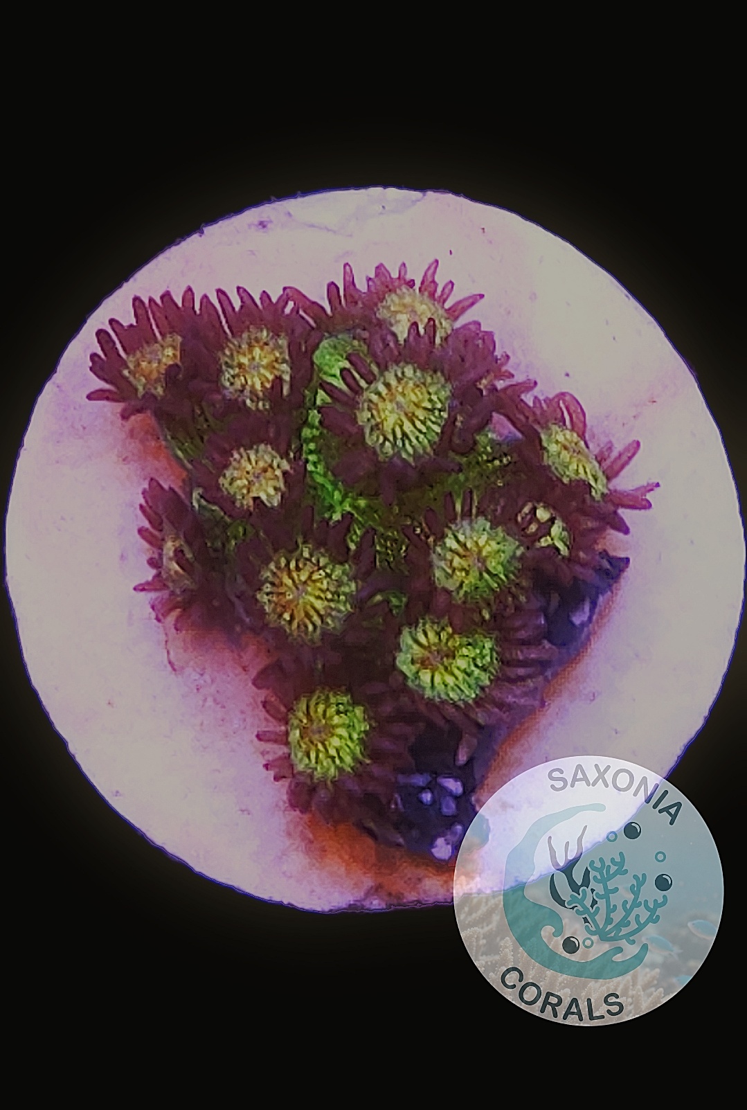 Goniopora Galaxy WYSIWYG