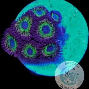 Zoanthus Mean Green WYSIWYG