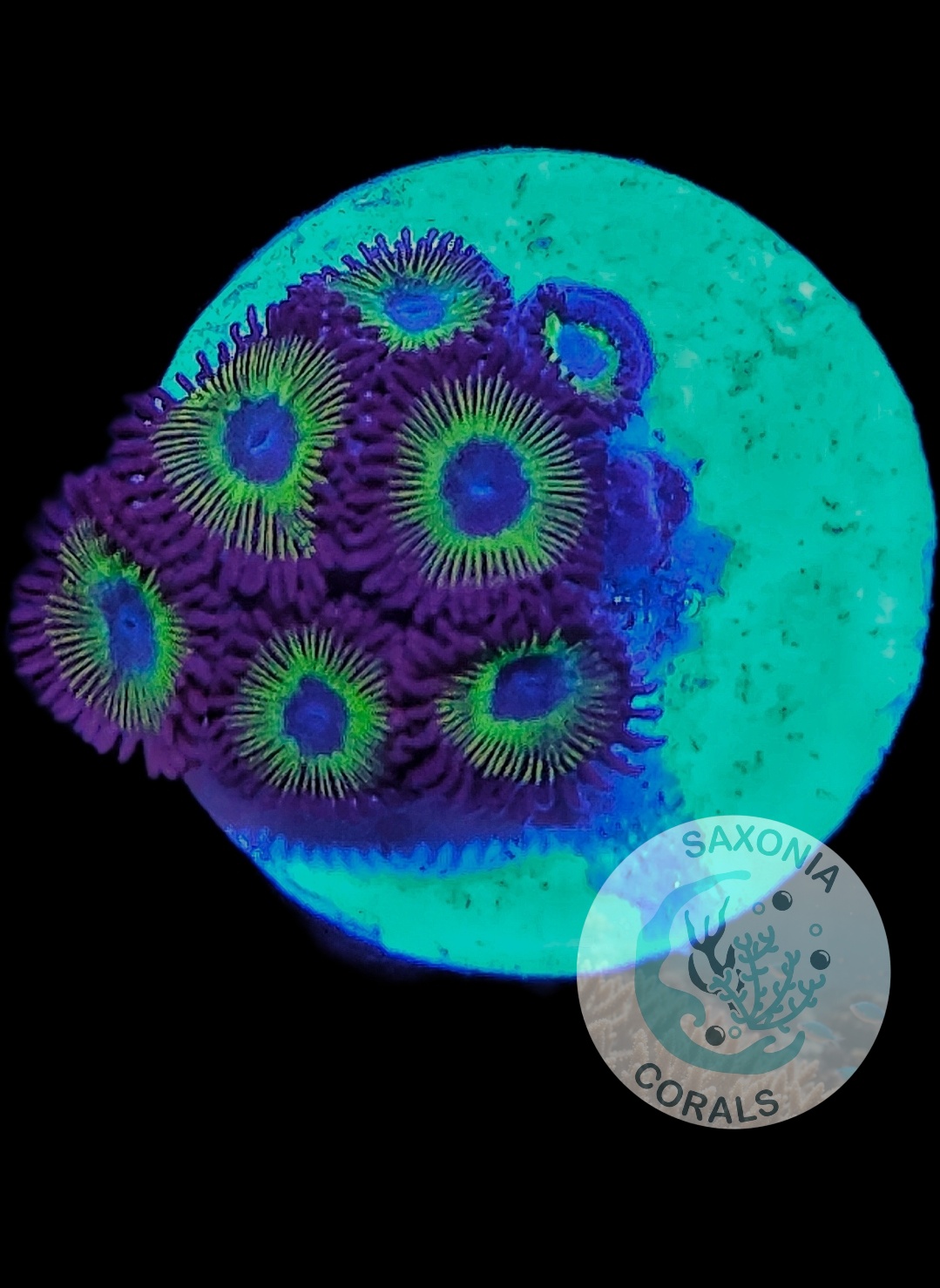 Zoanthus Mean Green WYSIWYG
