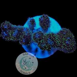 Pocillopora damicornis green