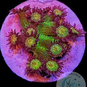 Goniopora Galaxy WYSIWYG