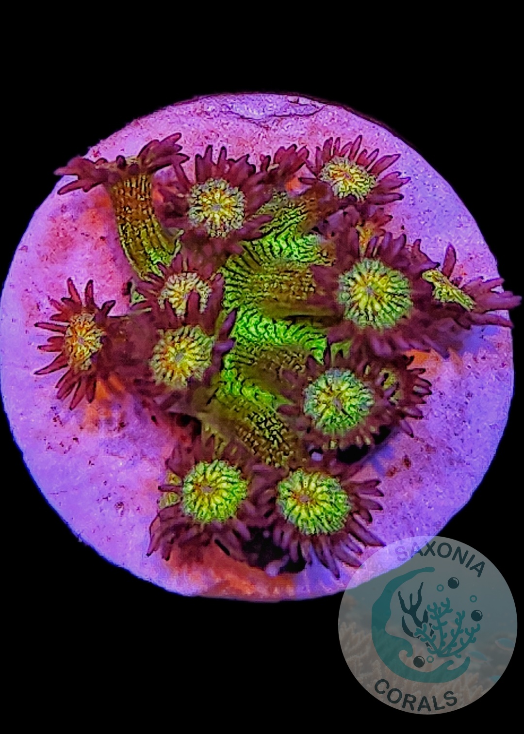 Goniopora Galaxy WYSIWYG