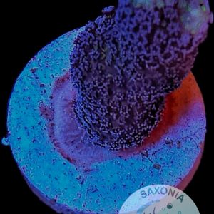 Stylophora pistillata Milka WYSIWYG