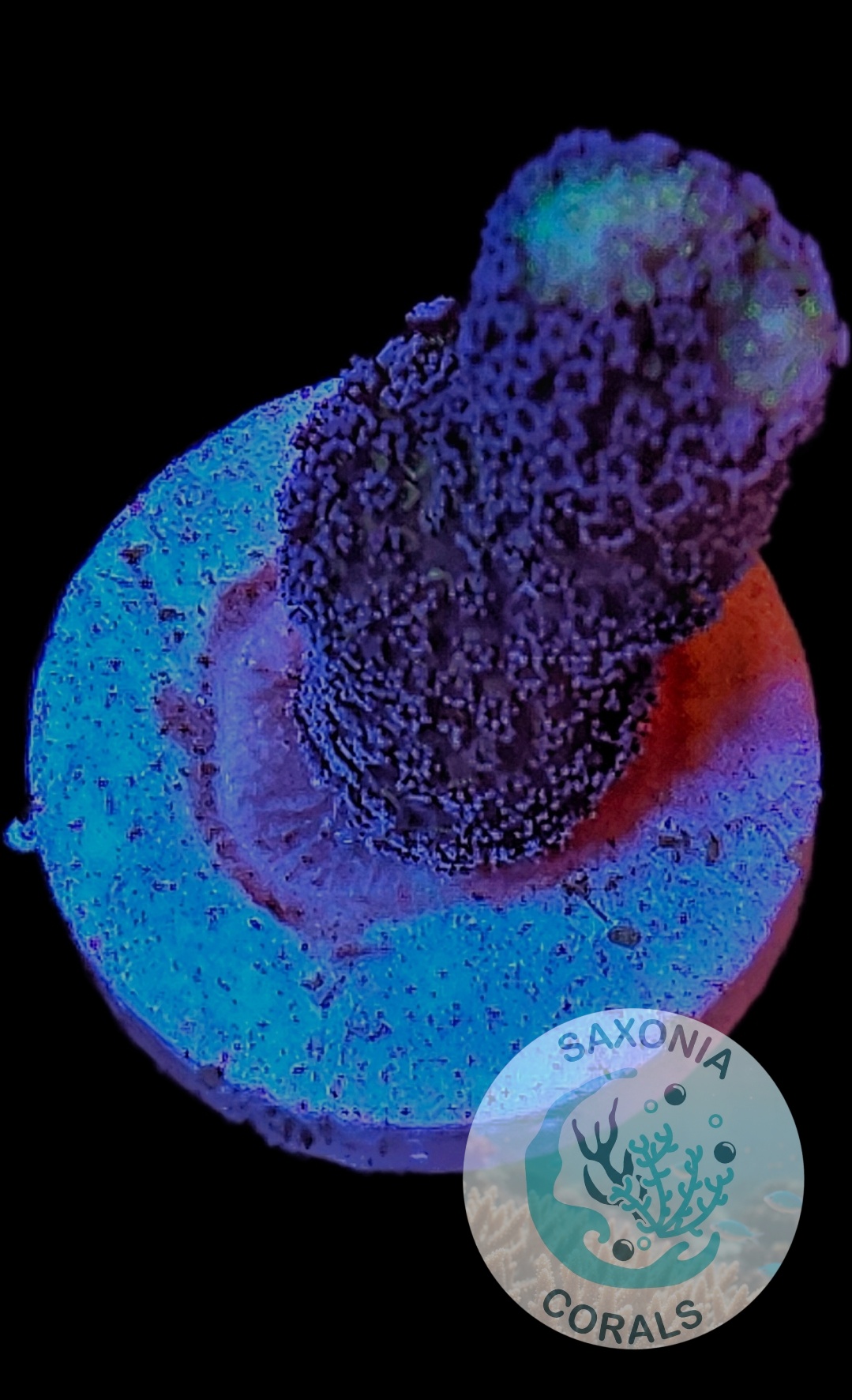 Stylophora pistillata Milka WYSIWYG