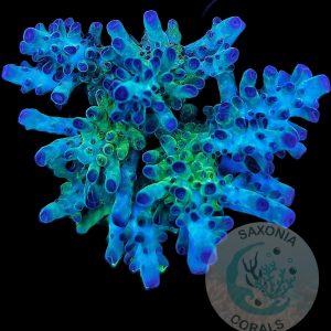 Aussie Table Acropora green / blue WYSIWYG