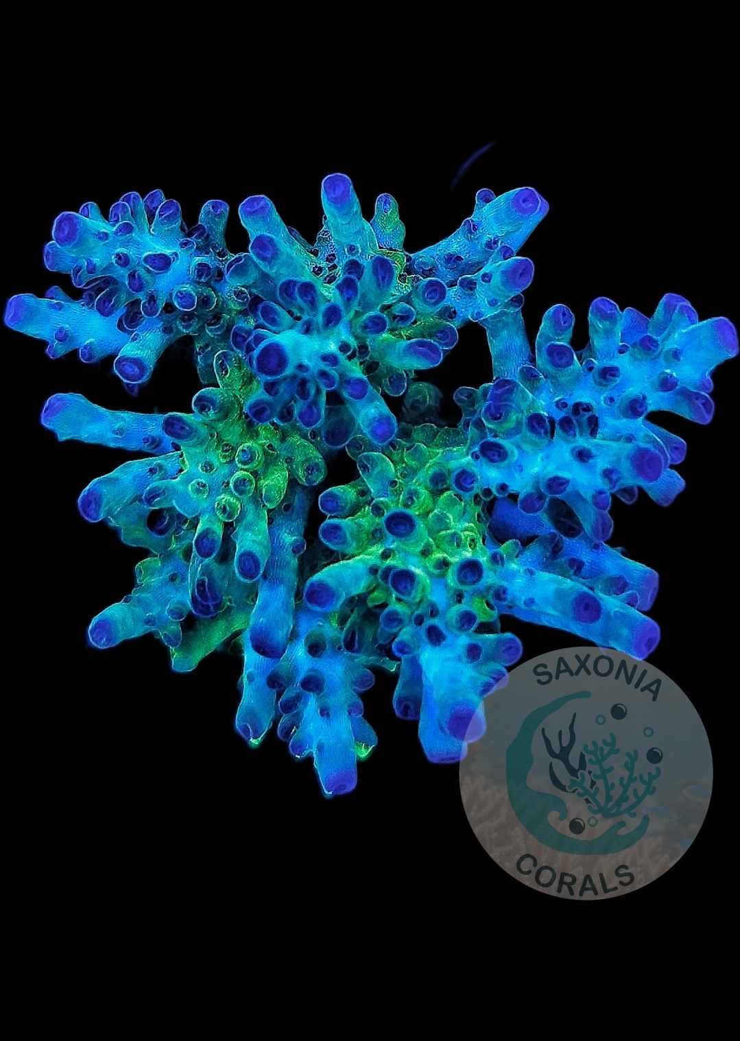 Aussie Table Acropora green / blue WYSIWYG