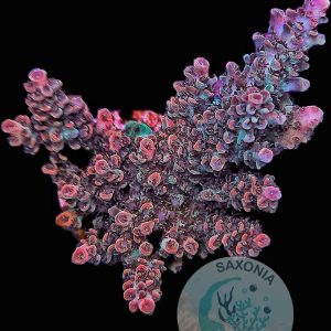 Acropora TK Pink Lady
