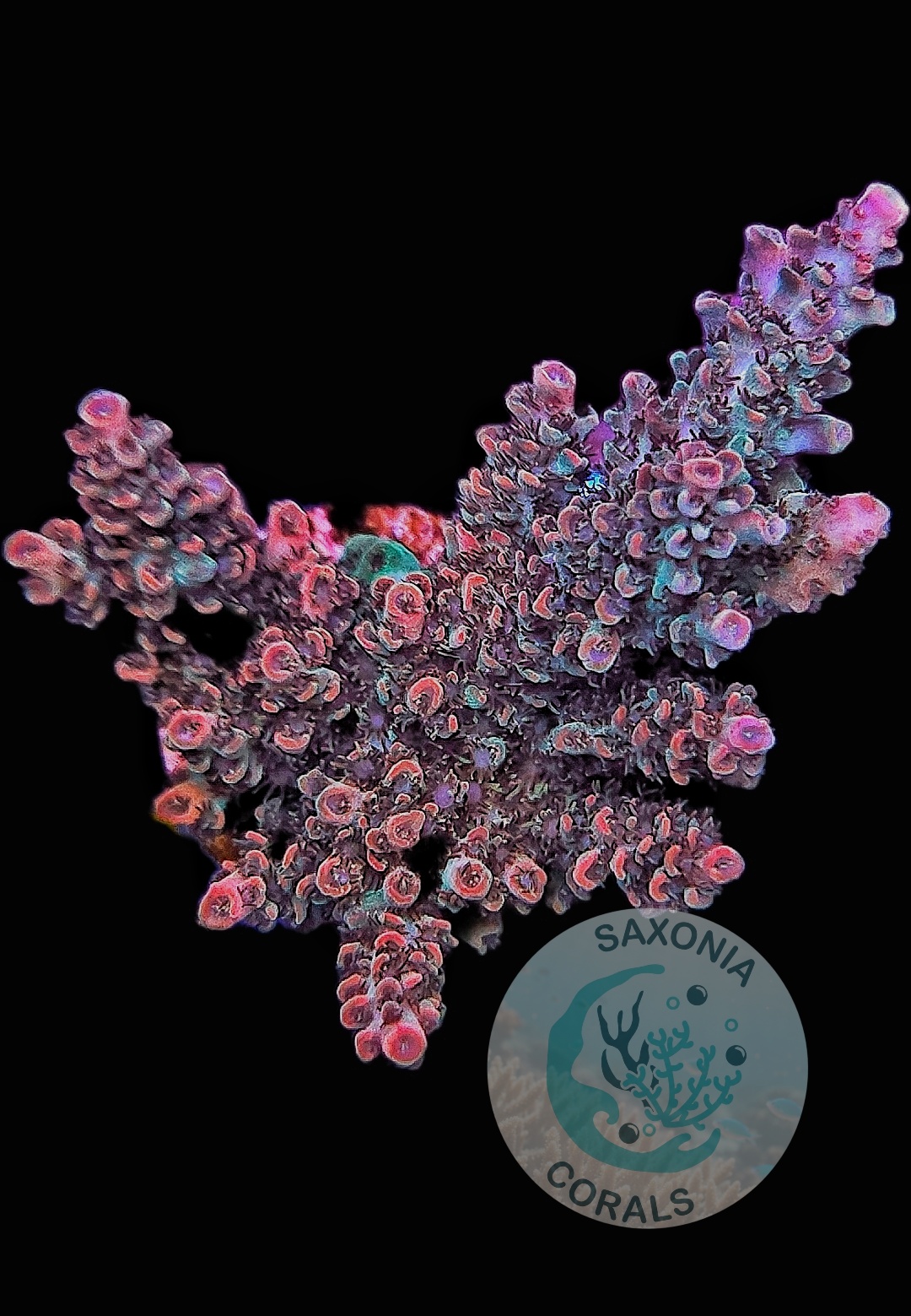 Acropora TK Pink Lady
