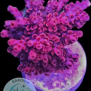 Acropora Hyacinthus Red Devil WYSIWYG
