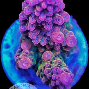 Acropora TK Matzes Dream WYSIWYG