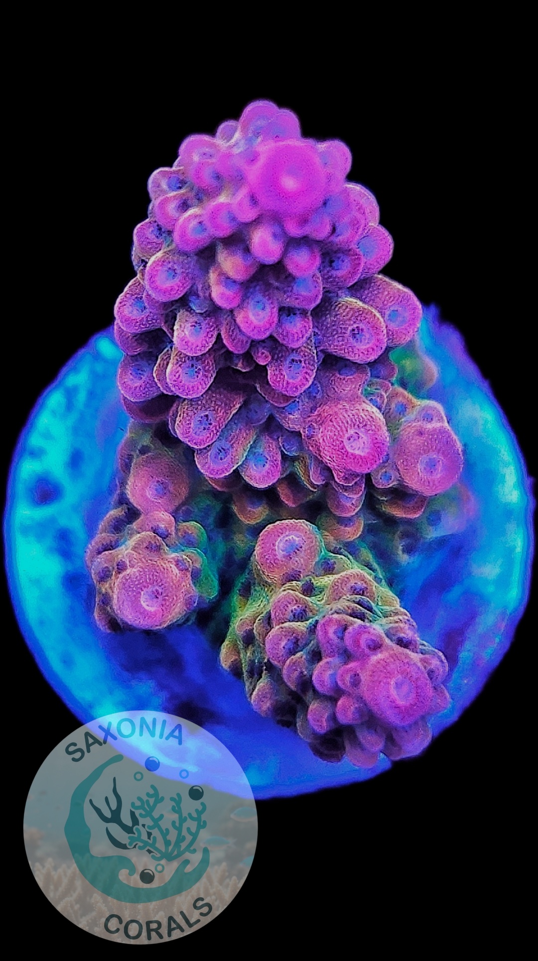 Acropora TK Matzes Dream WYSIWYG