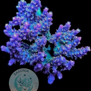 Acropora Vivids Confetti L