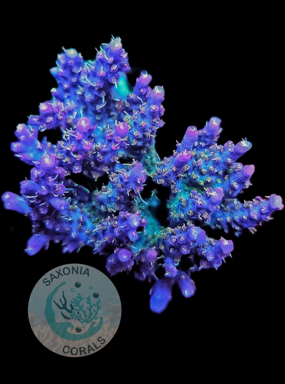 Acropora Vivids Confetti L