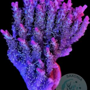 Acropora pinky the bear L