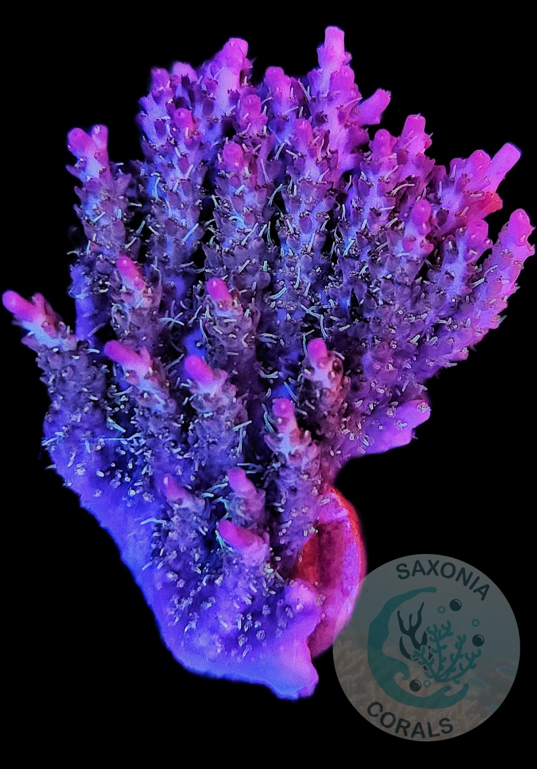 Acropora pinky the bear L