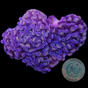 Euphyllia Paraancora Bicolour Gold / Purple WYSIWYG