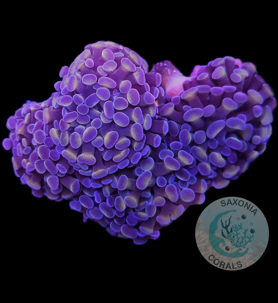 Euphyllia Paraancora Bicolour Gold / Purple WYSIWYG