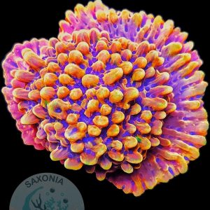 Montipora Crazy T