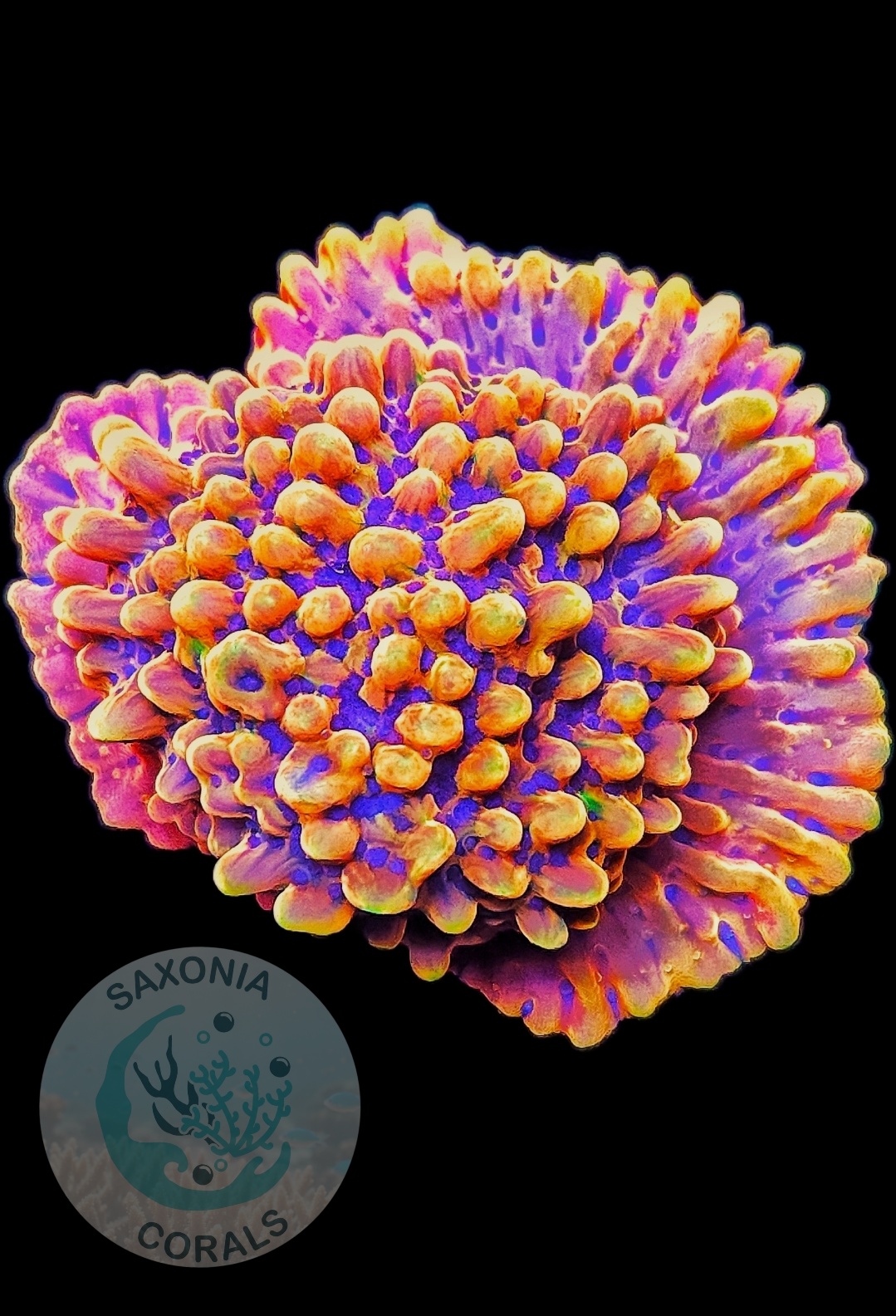 Montipora Crazy T