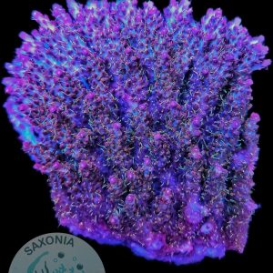 Acropora Pinky the bear XXL Ableger