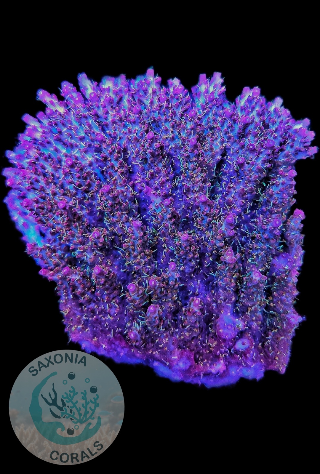 Acropora Pinky the bear XXL Ableger