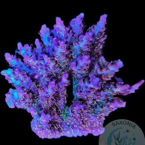 Acropora Pinky the bear L