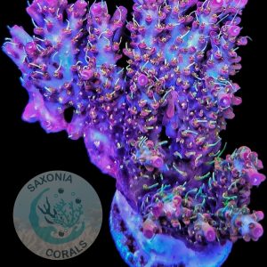 Acropora Pinky the bear L